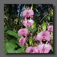 Impatiens-Glandulifera