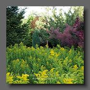 Solidago-Golden-Wings