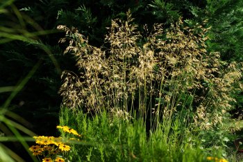 stipa_giganthea