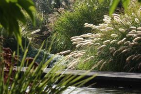 Pennisetum alopecuroides japonicum