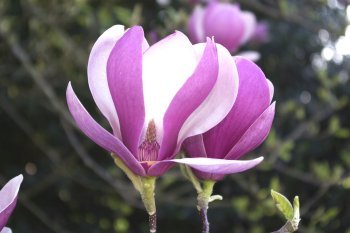 magnolia