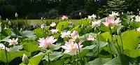 jardins des Martels